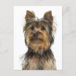 Yorkshire Terrier Chien Chien Chien Blanc Carte po