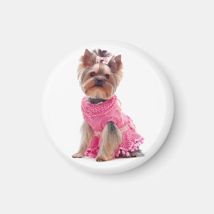 Yorkshire Terrier Chien chiot dans un aimant de ro