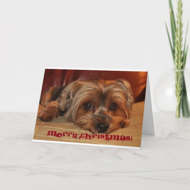 Yorkshire Terrier Christmas Grußkarte Feiertagskarte (Vorderseite)