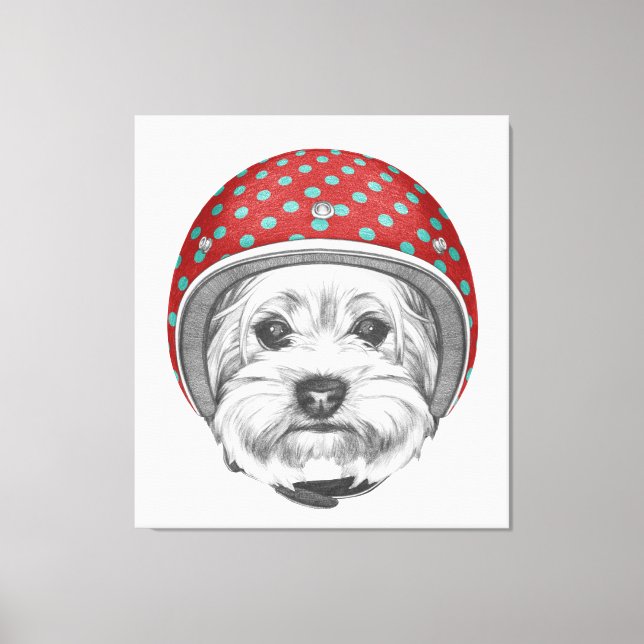 Yorkshire Terrier Daredevil Leinwanddruck (Vorderseite)