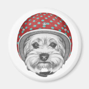 Yorkshire Terrier Daredevil Magnet