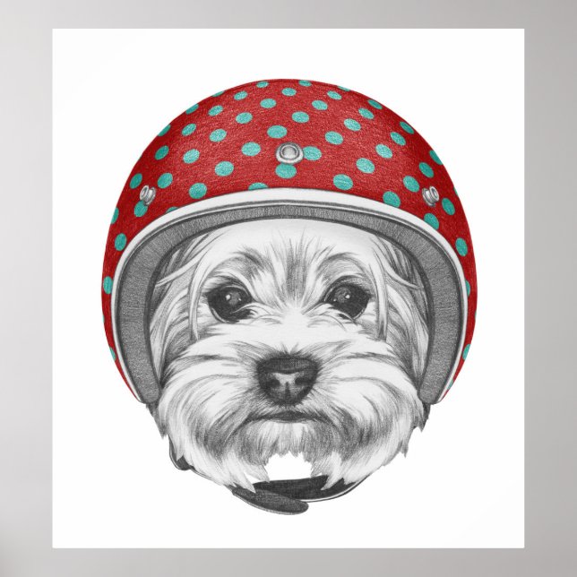 Yorkshire Terrier Daredevil Poster (Vorne)