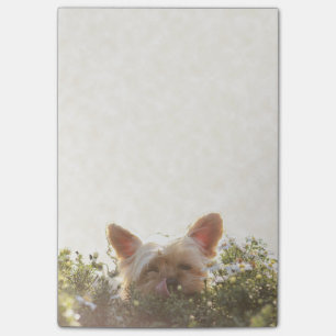Yorkshire Terrier, das in Sun leckt Lippen legt Post-it Klebezettel