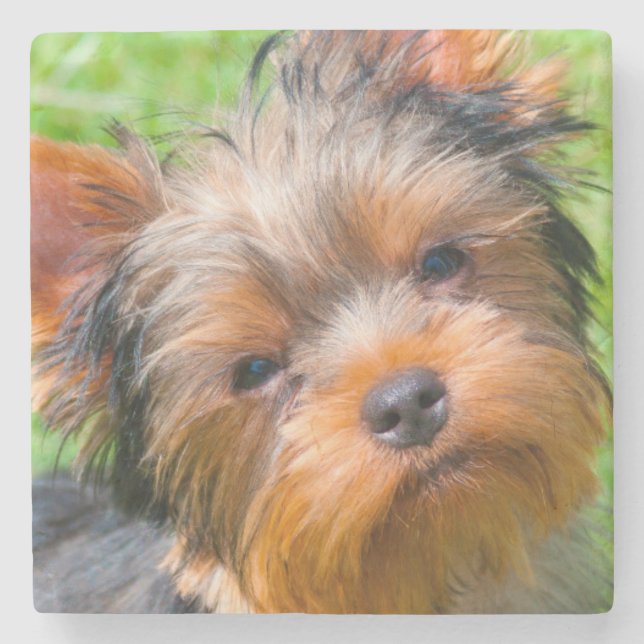 Yorkshire Terrier, das oben schaut Steinuntersetzer (Vorderseite)