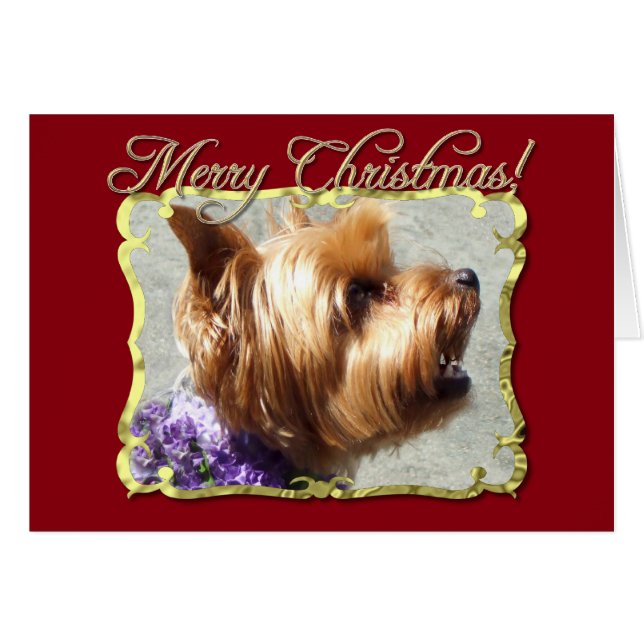 Yorkshire Terrier dog (Vorderseite (Horizontal))