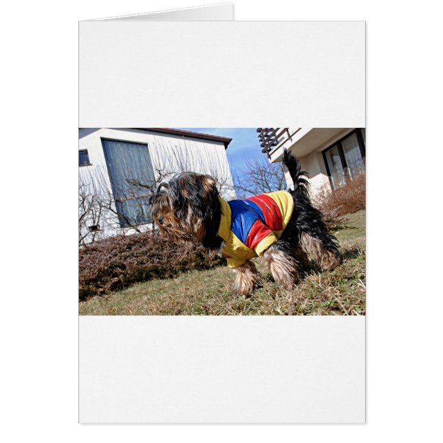 Yorkshire Terrier Dog (Vorne)