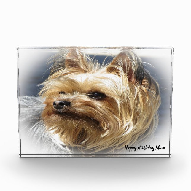Yorkshire Terrier Dog. Fotoblock (Vorderseite)