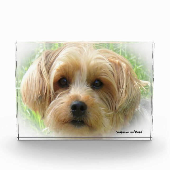 Yorkshire Terrier Dog. Fotoblock (Vorderseite)