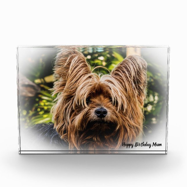 Yorkshire Terrier Dog. Fotoblock (Vorderseite)