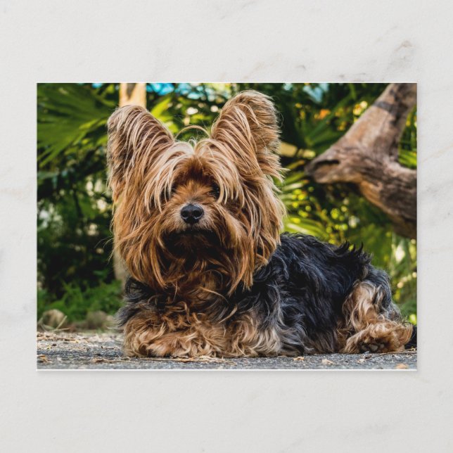 Yorkshire Terrier dog Postkarte (Vorderseite)