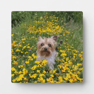 Yorkshire Terrier Feld Fotoplatte