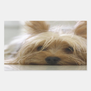 Yorkshire-Terrier flat.png Rechteckiger Aufkleber