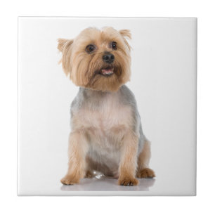 Yorkshire Terrier Fliese