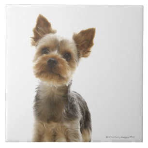 Yorkshire Terrier Fliese