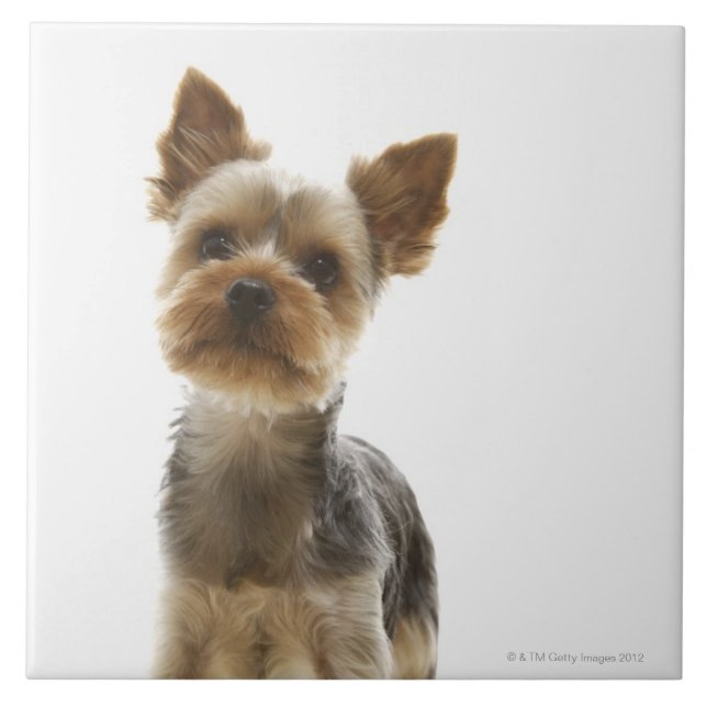 Yorkshire Terrier Fliese (Vorderseite)