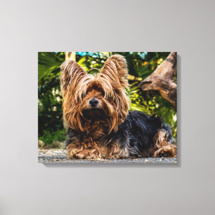 Yorkshire Terrier Foto Leinwand