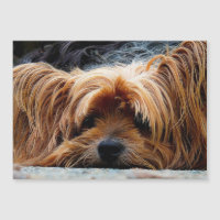 Yorkshire Terrier Foto Metallic Card