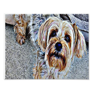Yorkshire Terrier Fotodruck