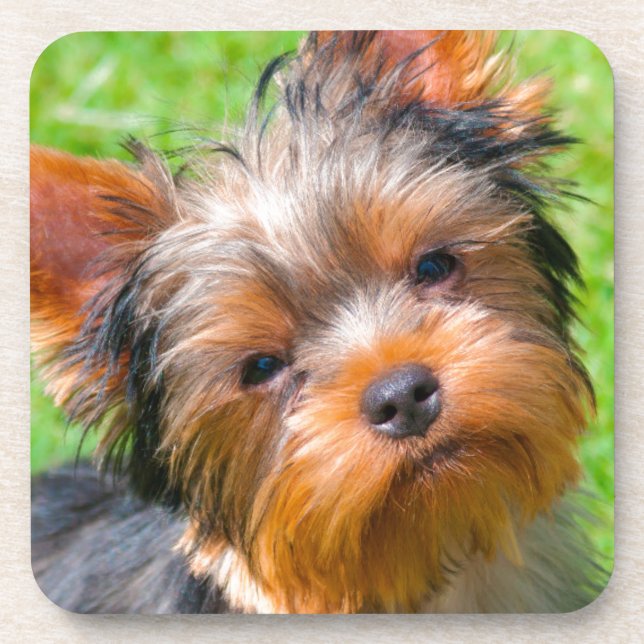 Yorkshire Terrier Getränkeuntersetzer (Vorderseite)