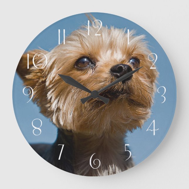 Yorkshire Terrier Große Wanduhr (Vorderseite)