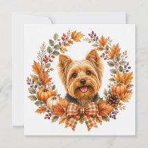 Yorkshire Terrier Herbst