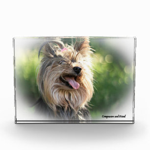 Yorkshire Terrier Hund. Fotoblock