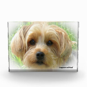 Yorkshire Terrier Hund. Fotoblock