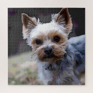Yorkshire Terrier, Hund, Haustier