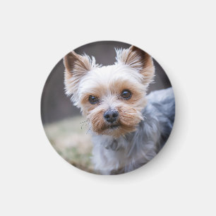 Yorkshire Terrier, Hund, Haustier Magnet