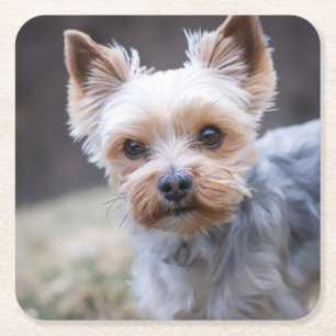 Yorkshire Terrier, Hund, Haustier Rechteckiger Pappuntersetzer