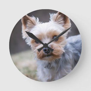 Yorkshire Terrier, Hund, Haustier Runde Wanduhr