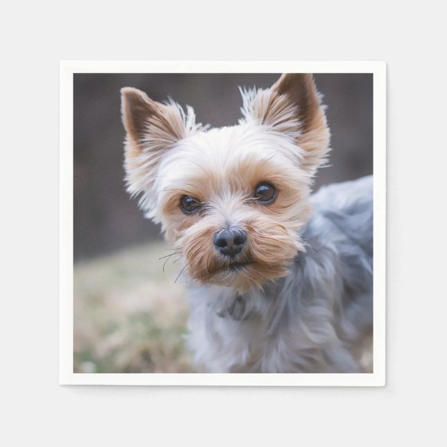 Yorkshire Terrier, Hund, Haustier Serviette (Vorderseite)