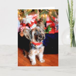 Yorkshire Terrier im Glockenkragen mit Weihnachten