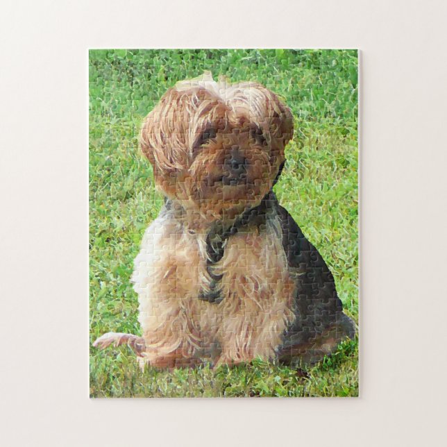 Yorkshire Terrier in Park (Vertikal)