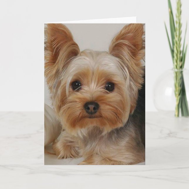 Yorkshire Terrier Karte (Vorderseite)