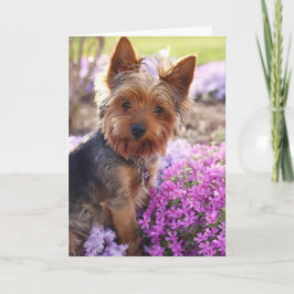 Yorkshire Terrier Karte