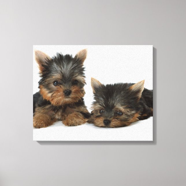 Yorkshire Terrier Leinwanddruck (Vorderseite)