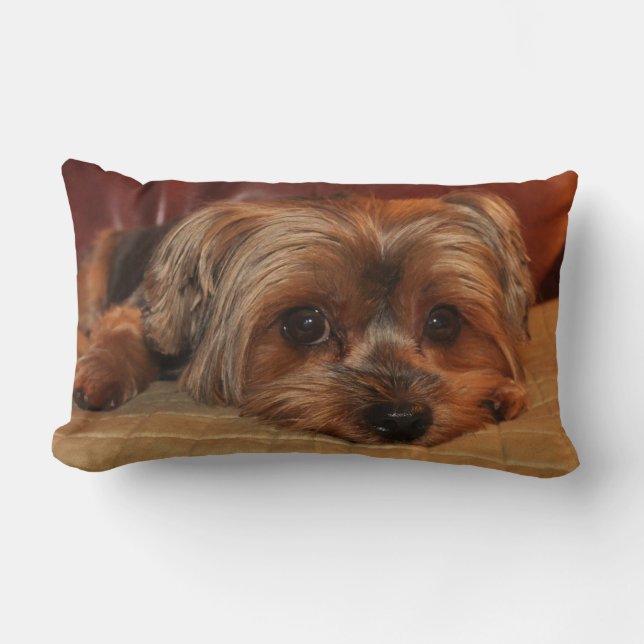 Yorkshire Terrier Lumbar Coussin (Recto)