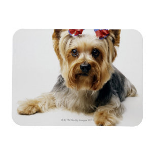 Yorkshire Terrier mit roten Bögen Magnet