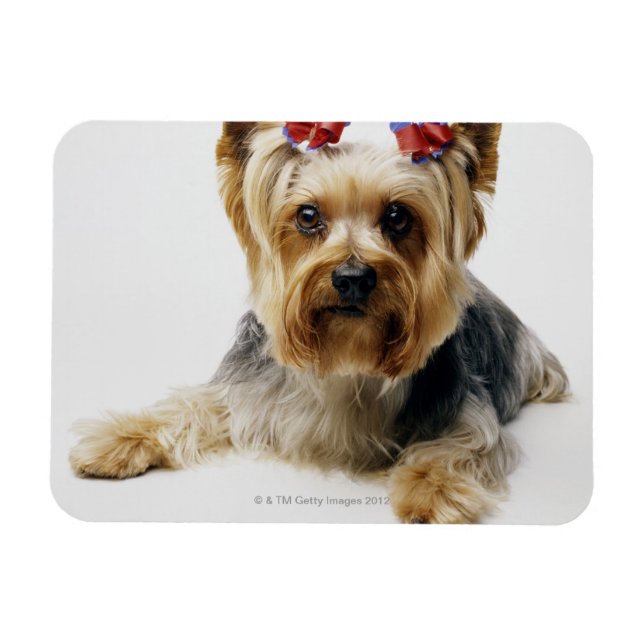 Yorkshire Terrier mit roten Bögen Magnet (Horizontal)