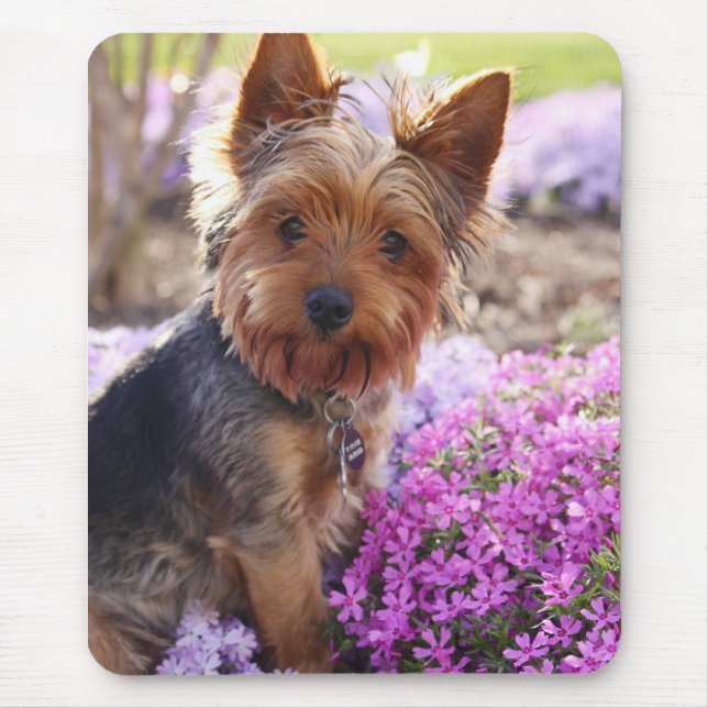 Yorkshire Terrier Mousepad (Vorne)