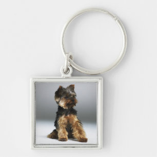 Yorkshire-Terrier, Nahaufnahme Schlüsselanhänger