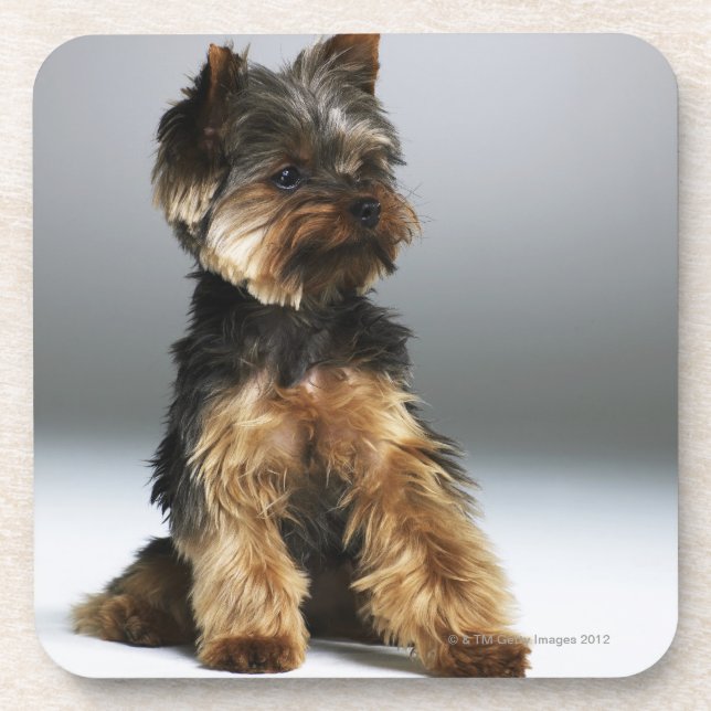 Yorkshire-Terrier, Nahaufnahme Untersetzer (Vorderseite)