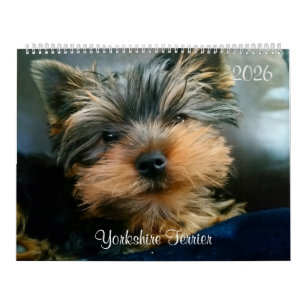 Yorkshire Terrier Niedlich Yorkies 2024 Calendar Kalender