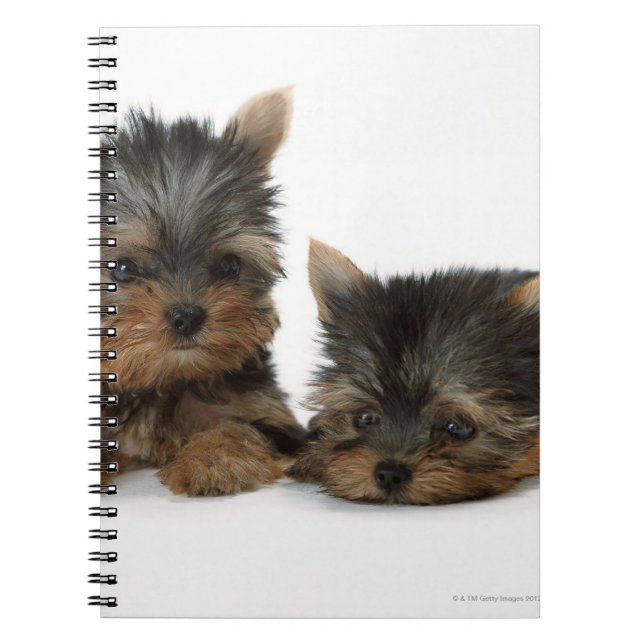 Yorkshire Terrier Notizblock (Vorderseite)