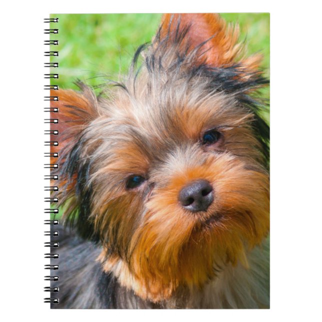 Yorkshire Terrier Notizblock (Vorderseite)