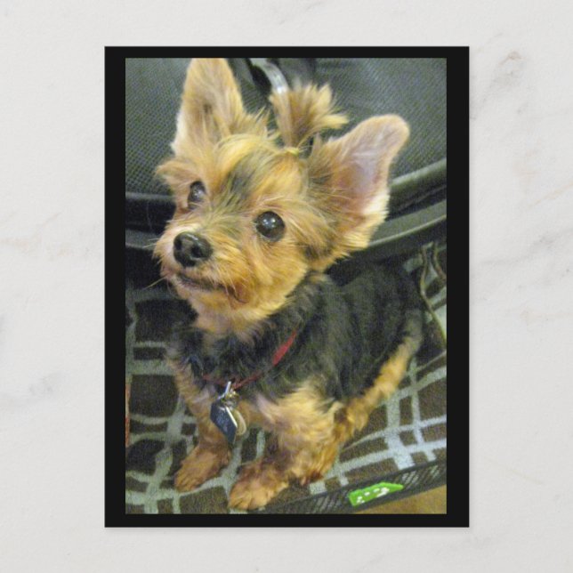 Yorkshire Terrier Postcard Postkarte (Vorderseite)
