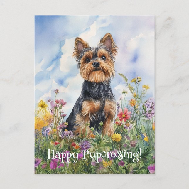 Yorkshire Terrier Postcross - Postcard Postkarte (Vorderseite)