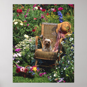 Yorkshire Terrier Poster Garden