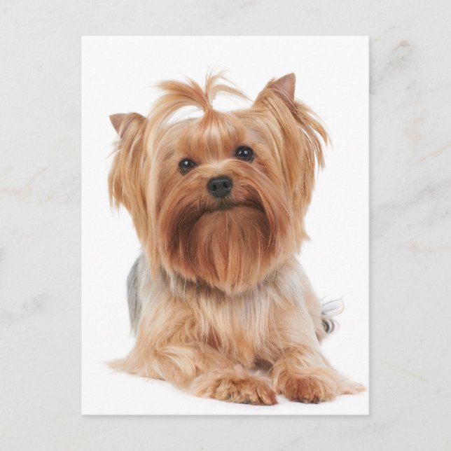 Yorkshire Terrier Postkarte (Vorderseite)